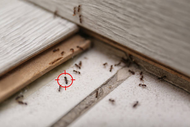 Best Residential Pest Control  in Lake City, FL