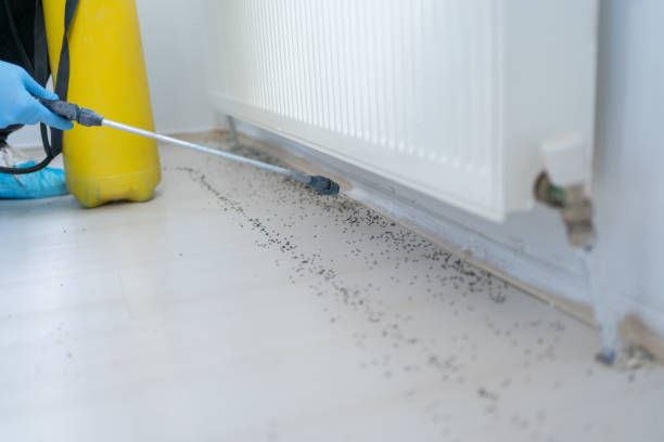 Best Ant Control Services  in Lake City, FL